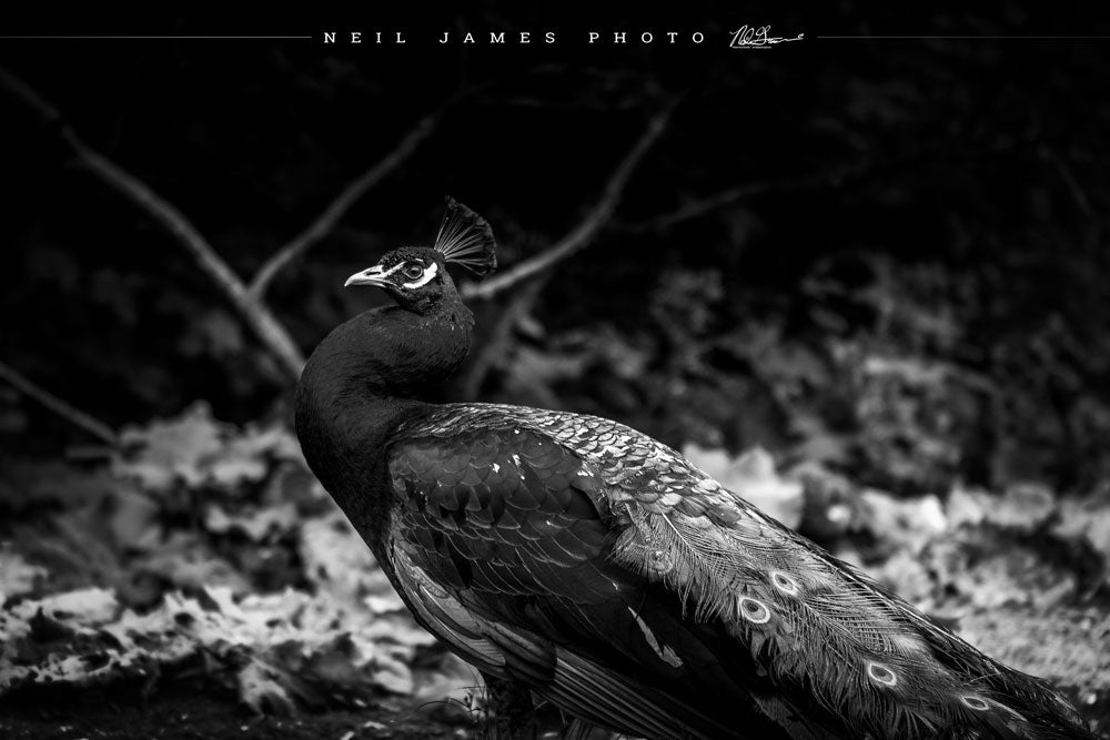 Gambier Peacock Strut