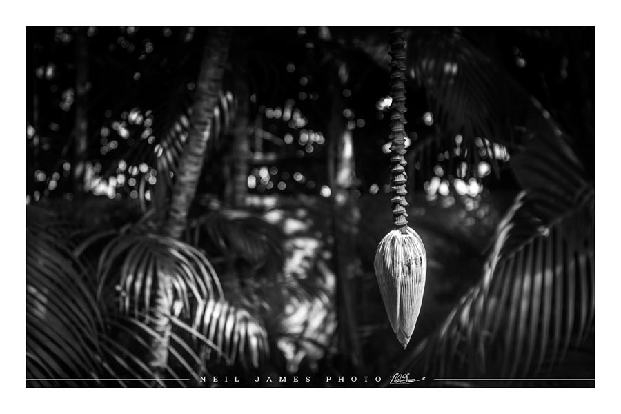 Banana Pod