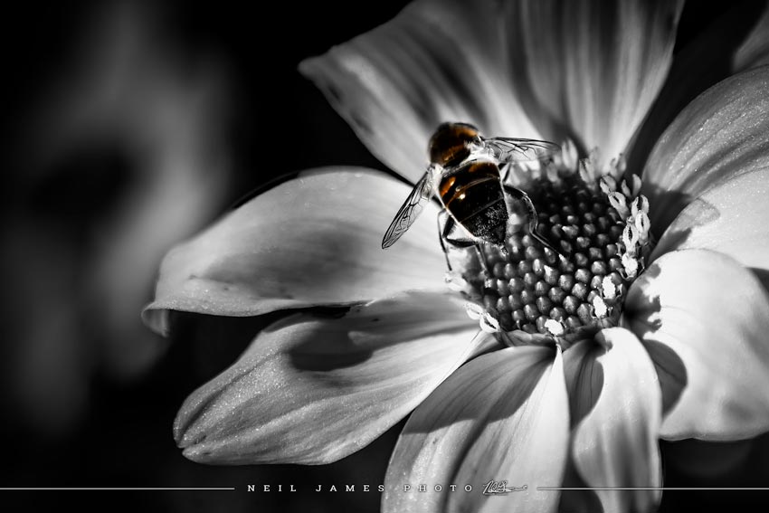 Bee Balm - Just a Little Closer