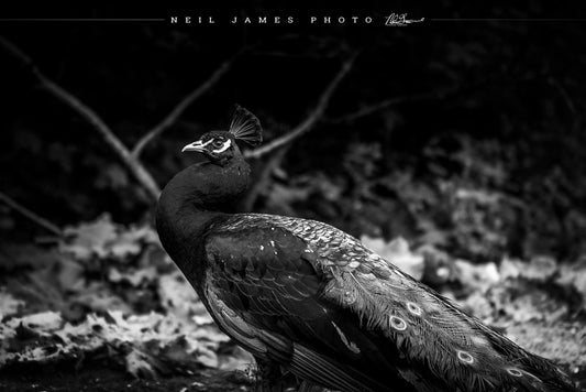 Gambier Peacock Strut
