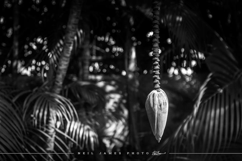 Banana Pod