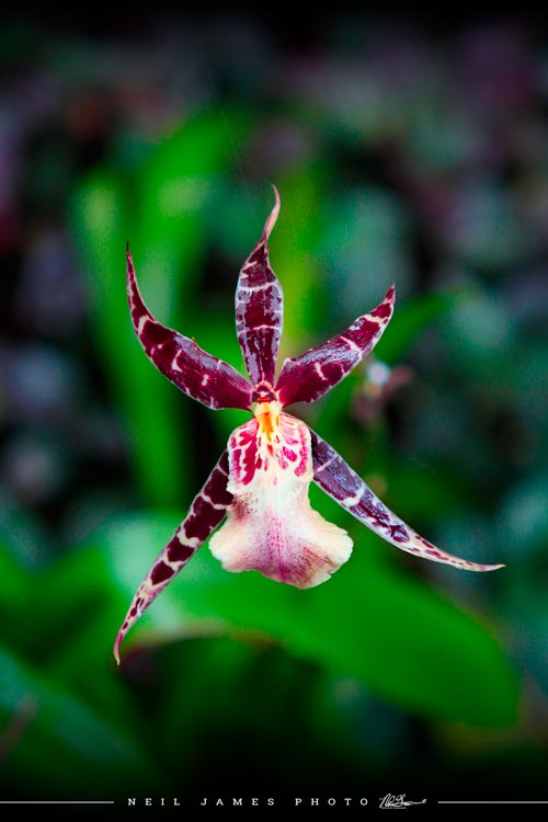 Spider Orchid