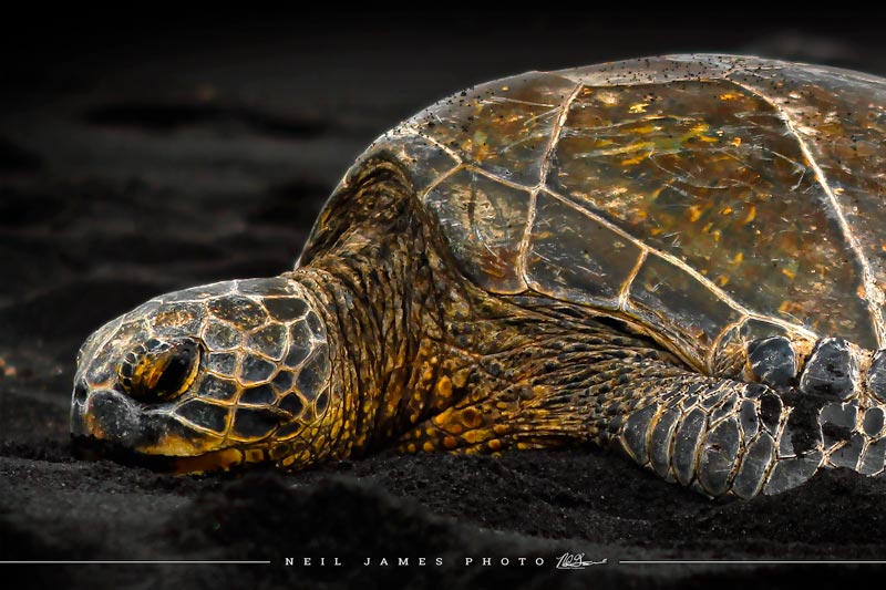Turtle Naps