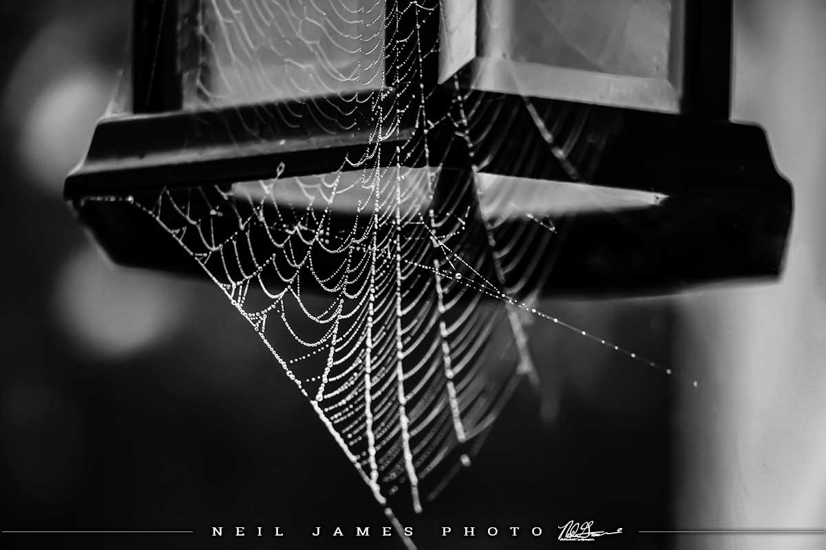 Spider Jewels